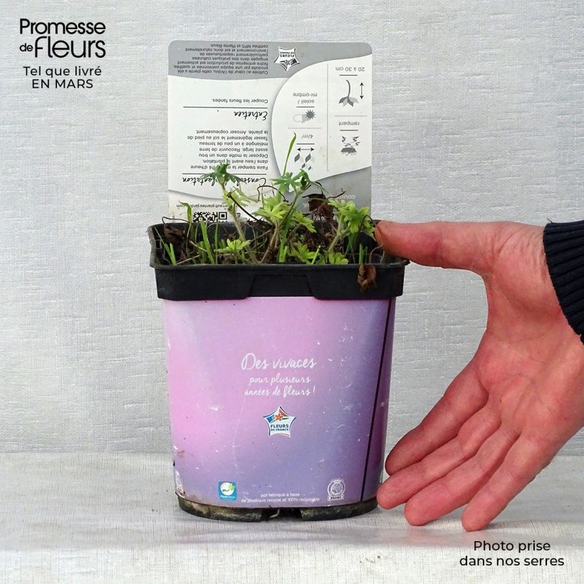 Geranio de sangre Elke - Geranium sanguineum Maceta 2L/3L Ejemplar entregado en la primavera