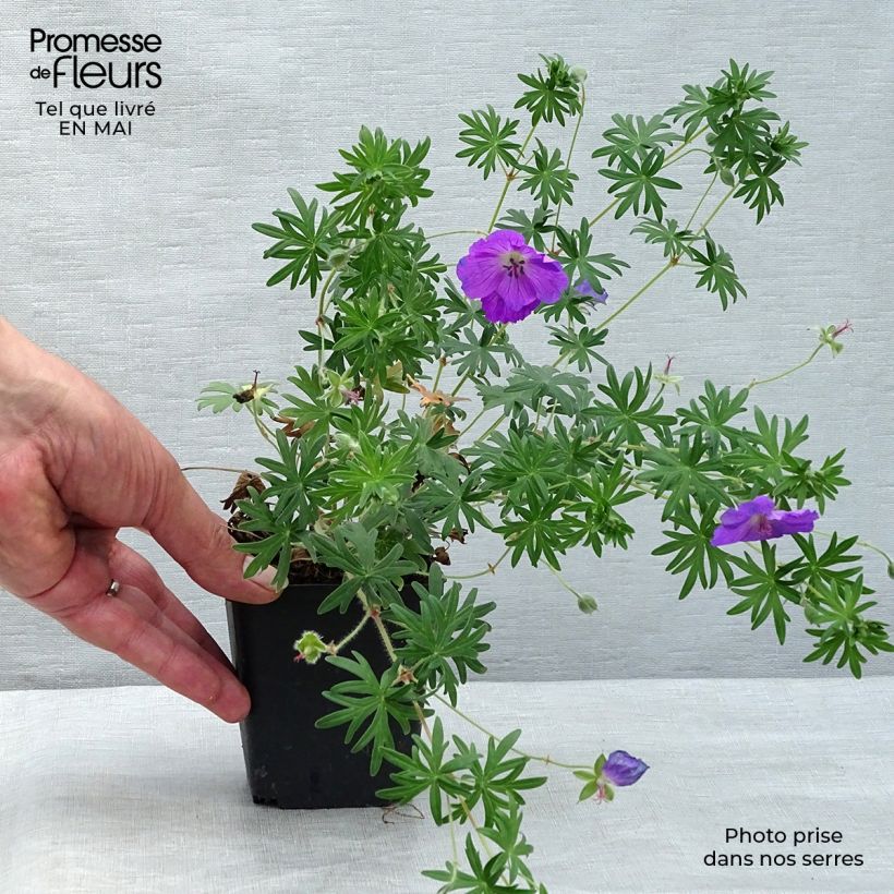 Geranio de sangre Elsbeth - Geranium sanguineum Maceta de 8/9 cm Ejemplar entregado en la primavera