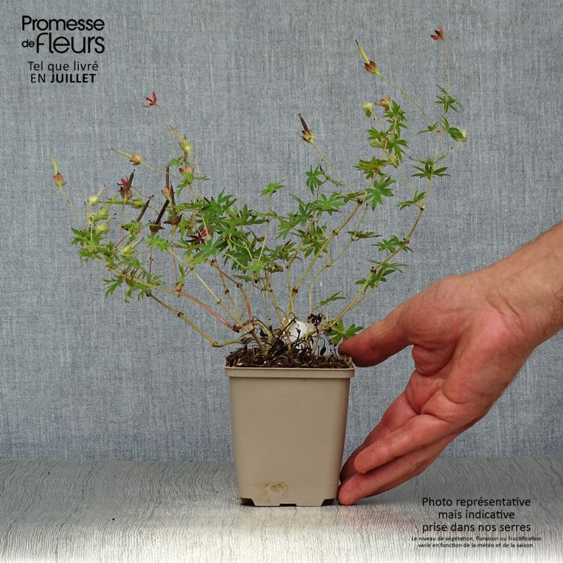 Ejemplar de Geranio de sangre Elsbeth - Geranium sanguineum Maceta de 8/9 cm entregado en verano