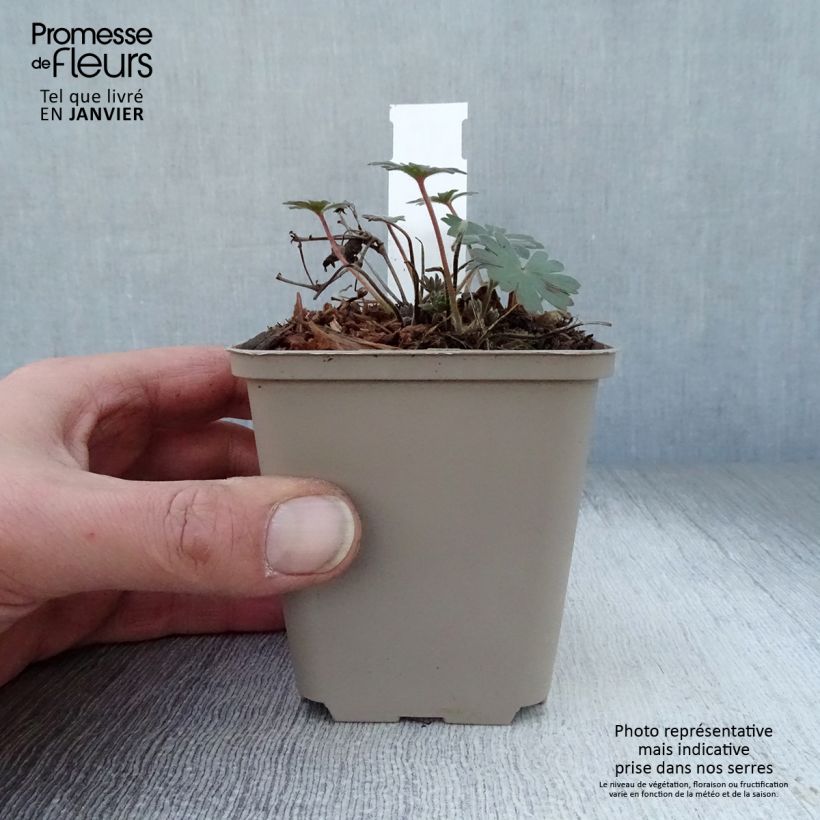 Geranio de sangre Elsbeth - Geranium sanguineum Maceta de 8/9 cm Ejemplar entregado en invierno