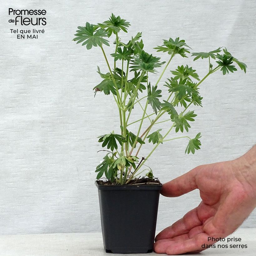 Geranio de sangre Hannelore - Geranium sanguineum Maceta de 8/9 cm Ejemplar entregado en la primavera