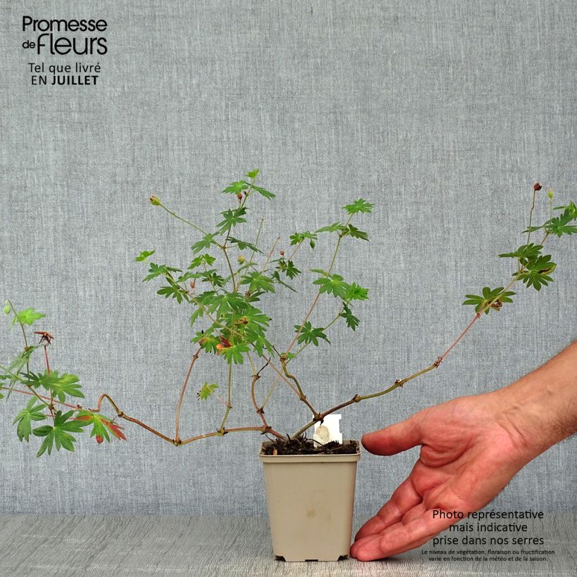Ejemplar de Geranio de sangre Hannelore - Geranium sanguineum Maceta de 8/9 cm entregado en verano