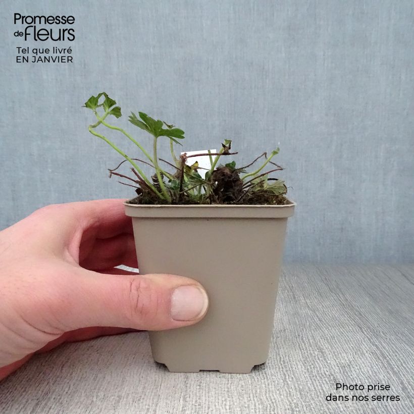 Geranio de sangre Hannelore - Geranium sanguineum Maceta de 8/9 cm Ejemplar entregado en invierno