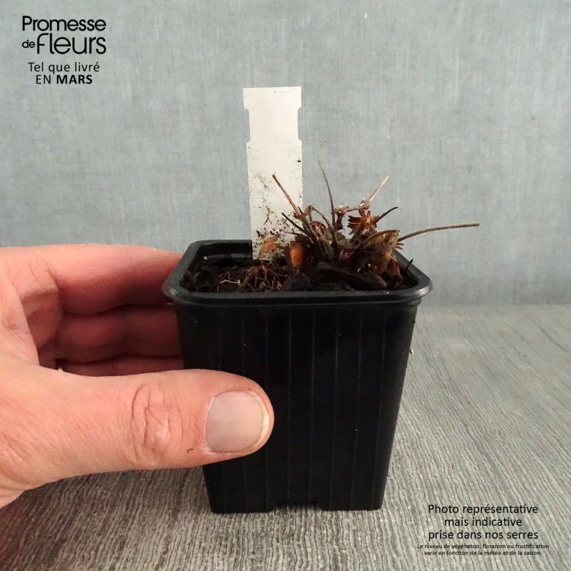 Geranio de sangre Max Frei - Geranium sanguineum Maceta de 8/9 cm Ejemplar entregado en invierno