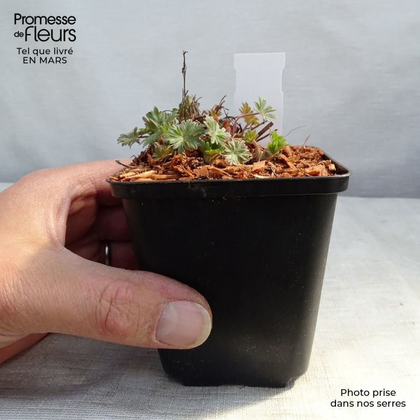 Geranio de sangre Pink Pouffe - Geranium sanguineum Maceta de 8/9 cm Ejemplar entregado en la primavera