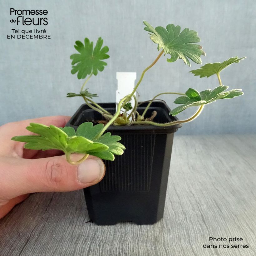 Geranio de sangre Vision - Geranium sanguineum Maceta de 8/9 cm Ejemplar entregado en invierno