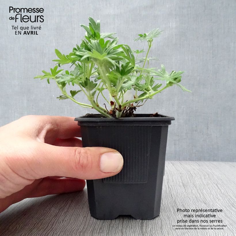 Geranio de sangre Vision - Geranium sanguineum Maceta de 8/9 cm Ejemplar entregado en la primavera