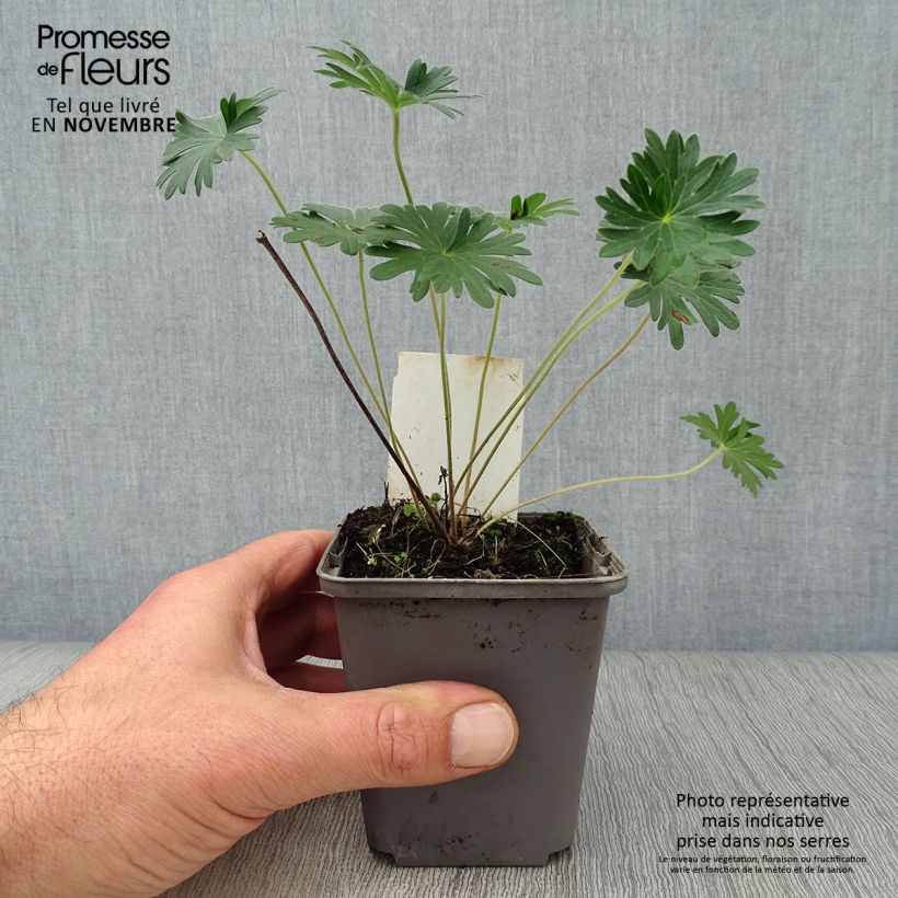 Ejemplar de Geranio de sangre - Geranium sanguineum Maceta de 8/9 cm entregado en otoño