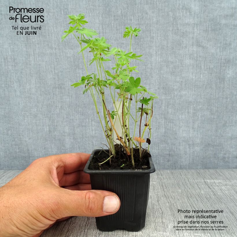 Ejemplar de Geranio de sangre - Geranium sanguineum Maceta de 8/9 cm entregado en verano