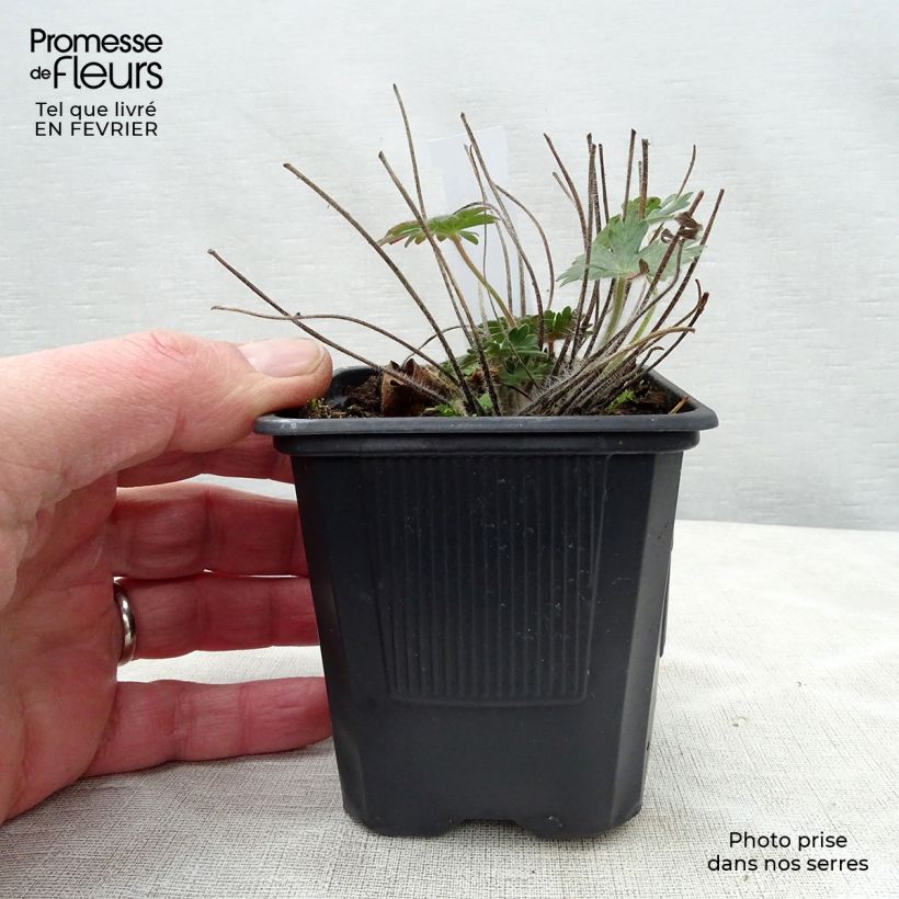 Geranio de sangre - Geranium sanguineum Maceta de 8/9 cm Ejemplar entregado en invierno