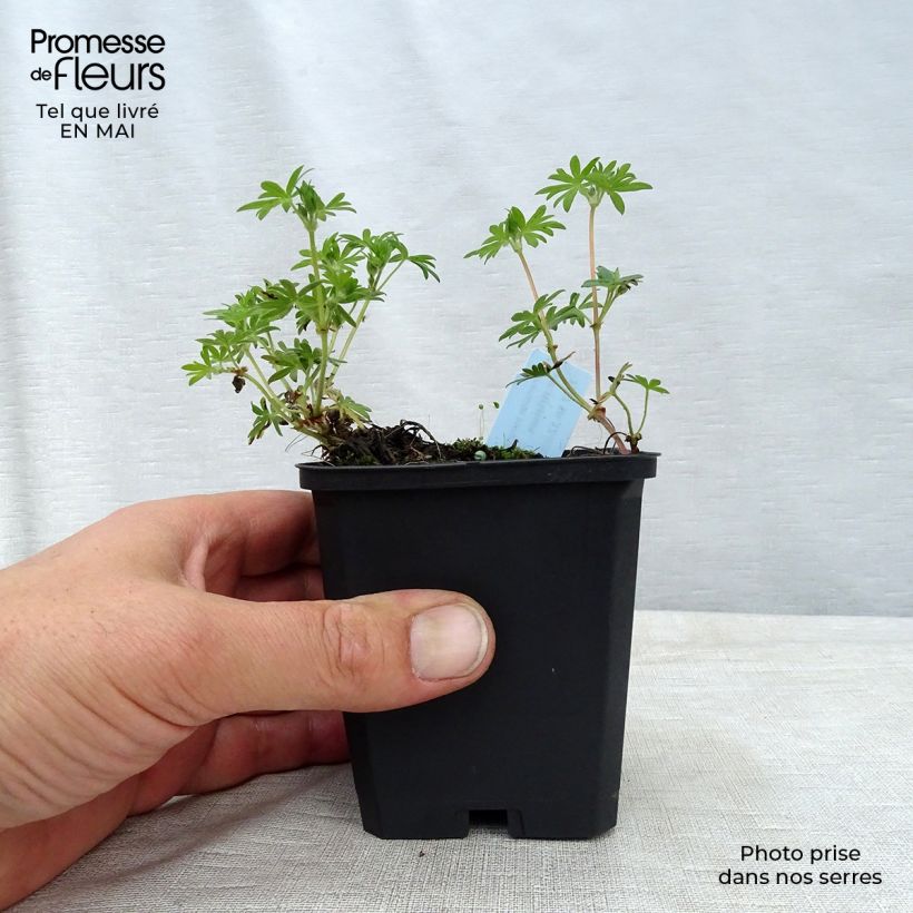 Geranio de sangre var. striatum - Geranium sanguineum Maceta de 7/8 cm Ejemplar entregado en la primavera