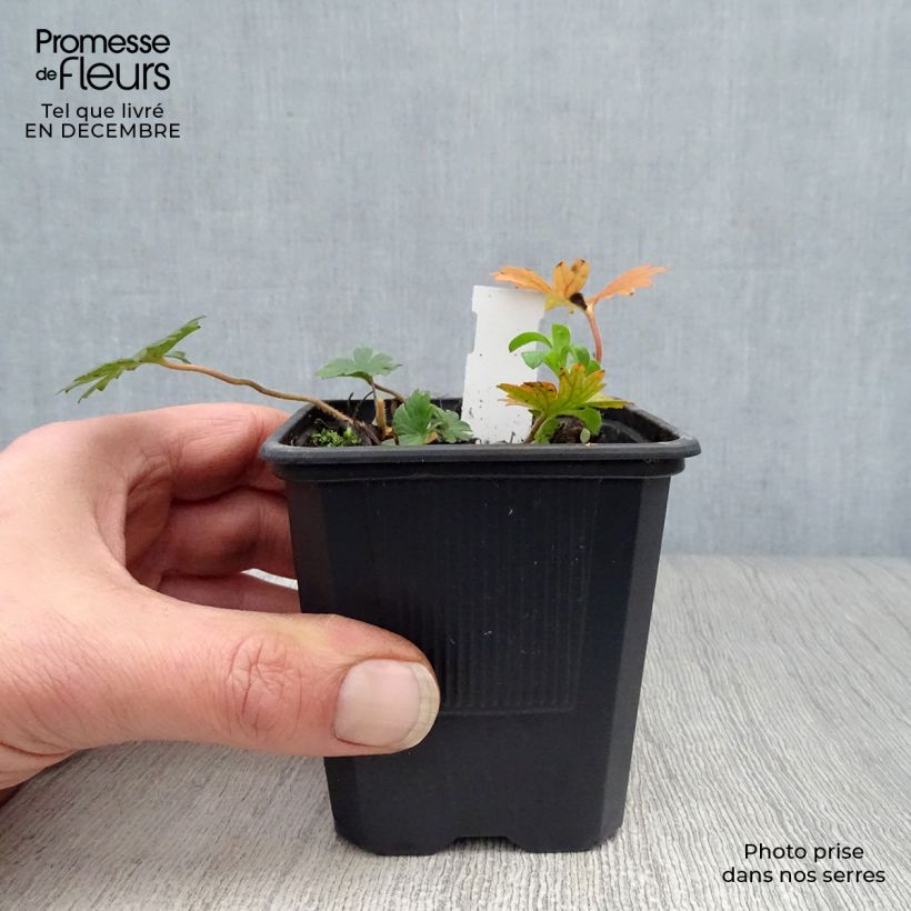 Geranio de sangre var. striatum - Geranium sanguineum Maceta de 7/8 cm Ejemplar entregado en invierno