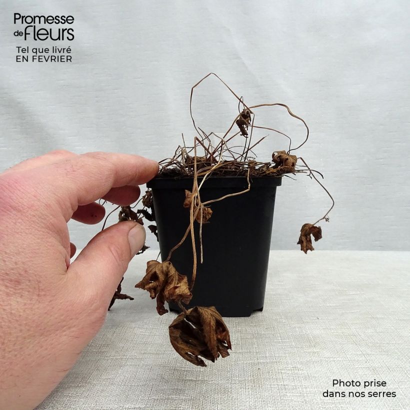 Geranio silvestre Album - Geranio vivaz Maceta de 8/9 cm Ejemplar entregado en invierno