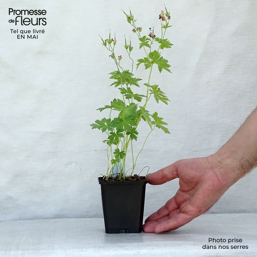 Geranio silvestre Album - Geranio vivaz Maceta de 8/9 cm Ejemplar entregado en la primavera