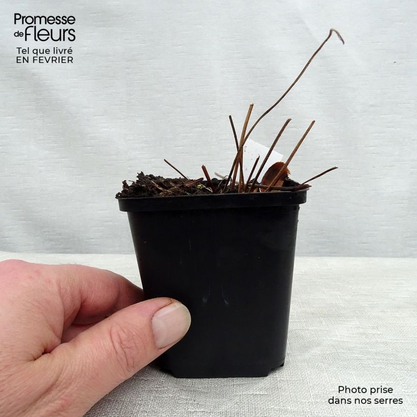 Geranio silvestre Birch Lilac - Geranio vivaz Maceta de 8/9 cm Ejemplar entregado en invierno