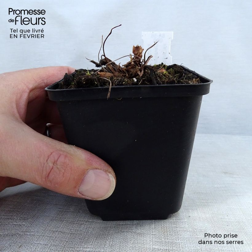 Geranio silvestre Bridget Lion - Geranio vivaz Maceta de 8/9 cm Ejemplar entregado en invierno