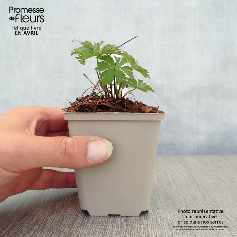 Geranio silvestre Bridget Lion - Geranio vivaz Maceta de 8/9 cm Ejemplar entregado en la primavera