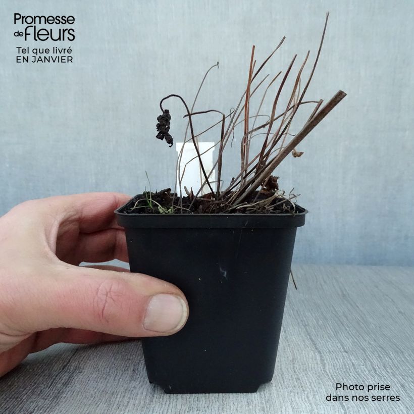 Geranio silvestre Ice Blue - Geranio vivaz Maceta de 8/9 cm Ejemplar entregado en invierno