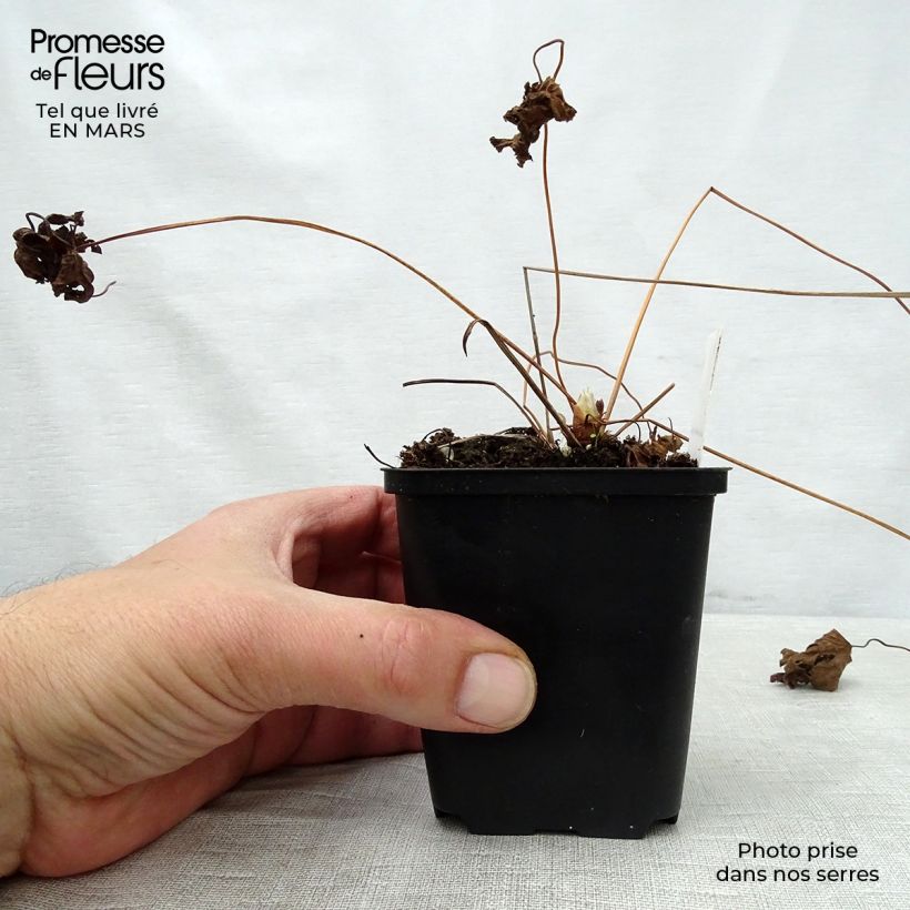 Geranio silvestre May Flower - Geranio vivaz Maceta de 8/9 cm Ejemplar entregado en la primavera