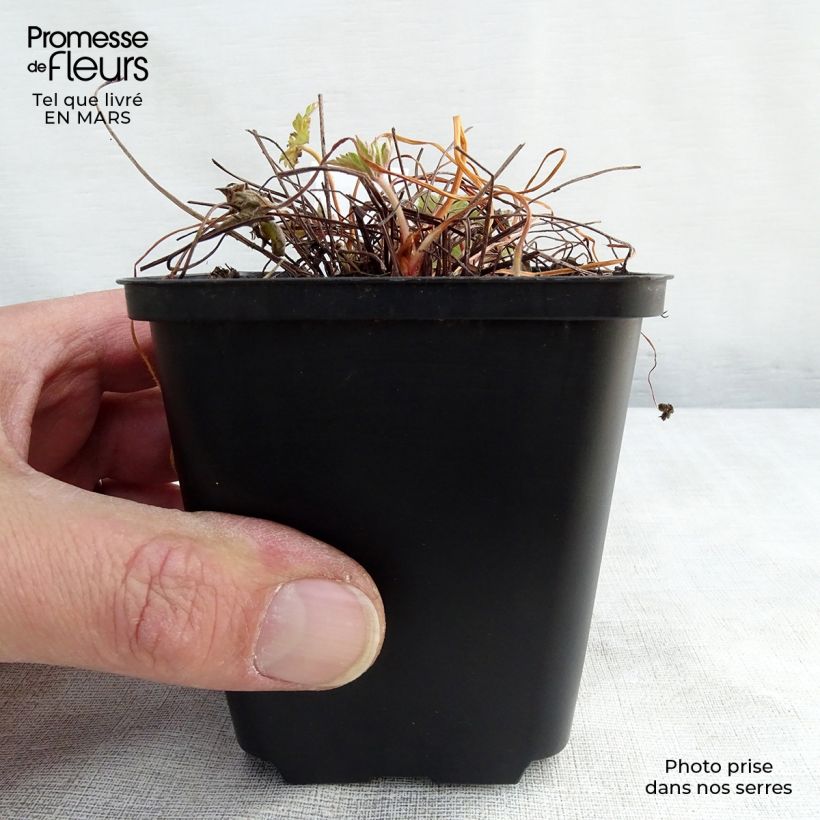 Geranio versicolor - Geranio vivaz Maceta de 8/9 cm Ejemplar entregado en invierno