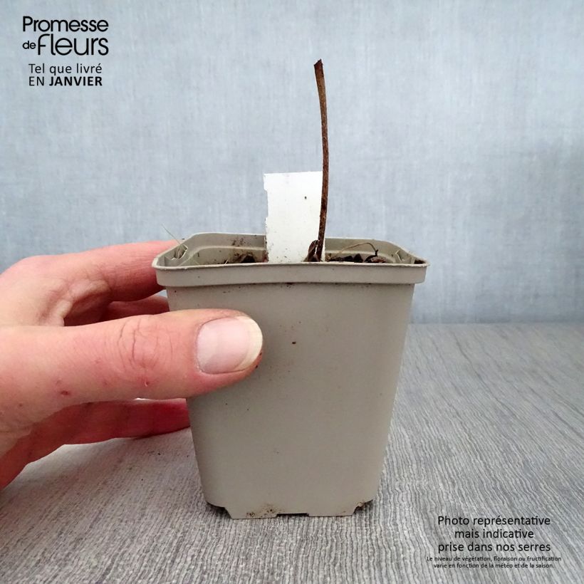 Geranio wallichianum Buxton s Variety - Geranio vivaz Maceta de 8/9 cm Ejemplar entregado en invierno