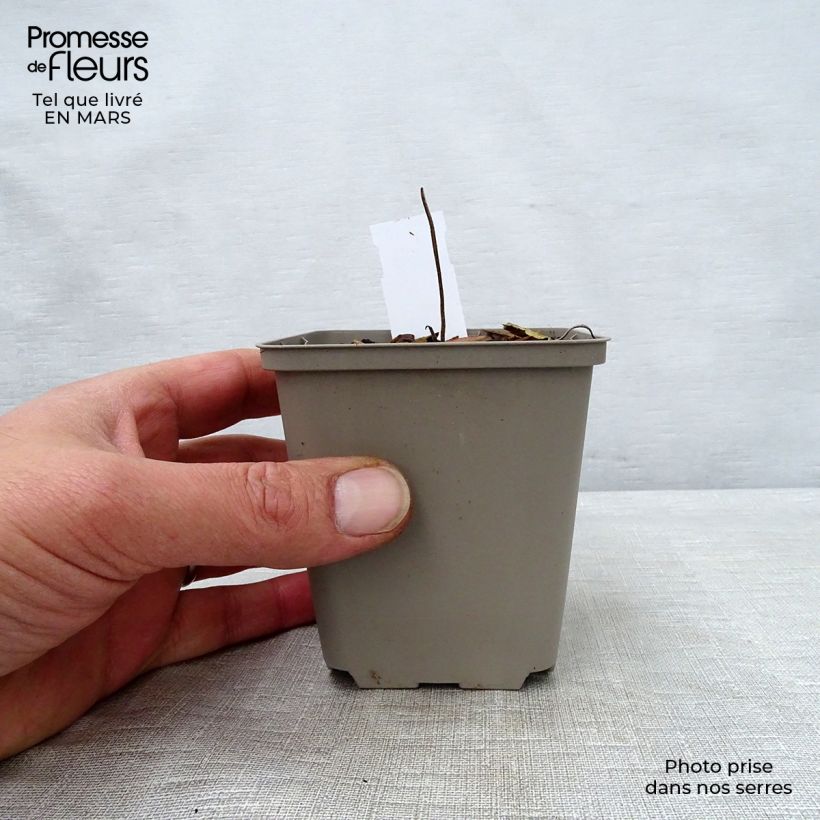 Geranio wallichianum Buxton s Variety - Geranio vivaz Maceta de 8/9 cm Ejemplar entregado en la primavera