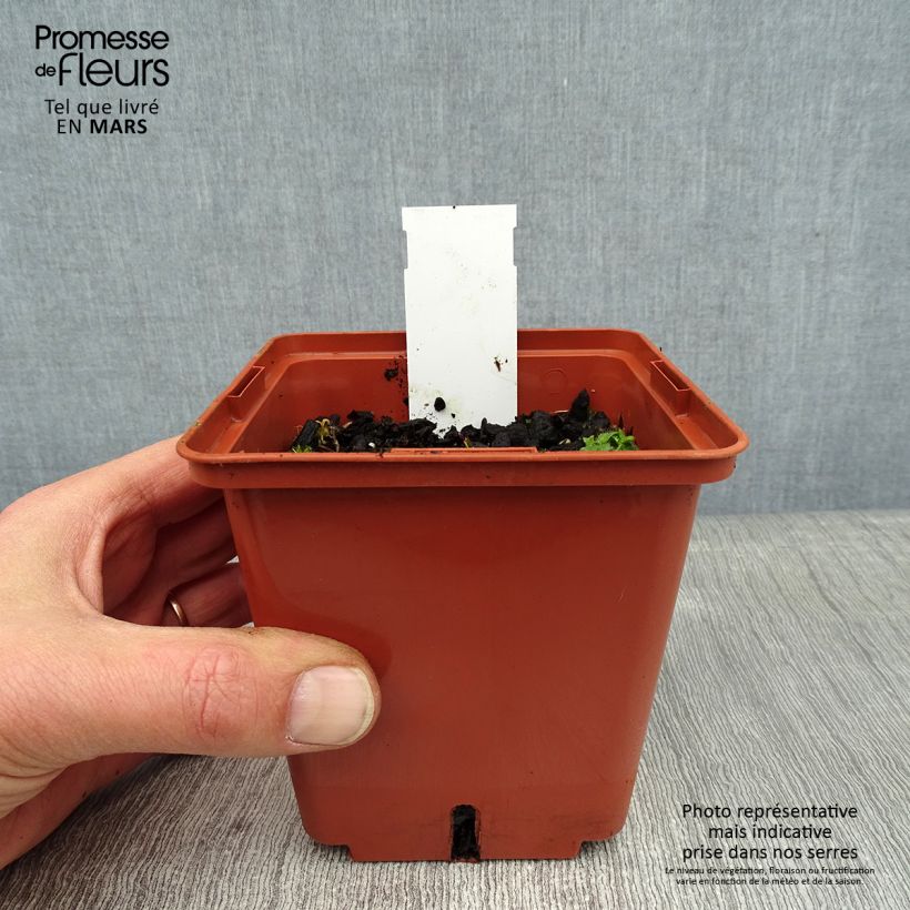 Geranio wallichianum Havana Blues - Geranio vivaz Maceta de 8/9 cm Ejemplar entregado en invierno