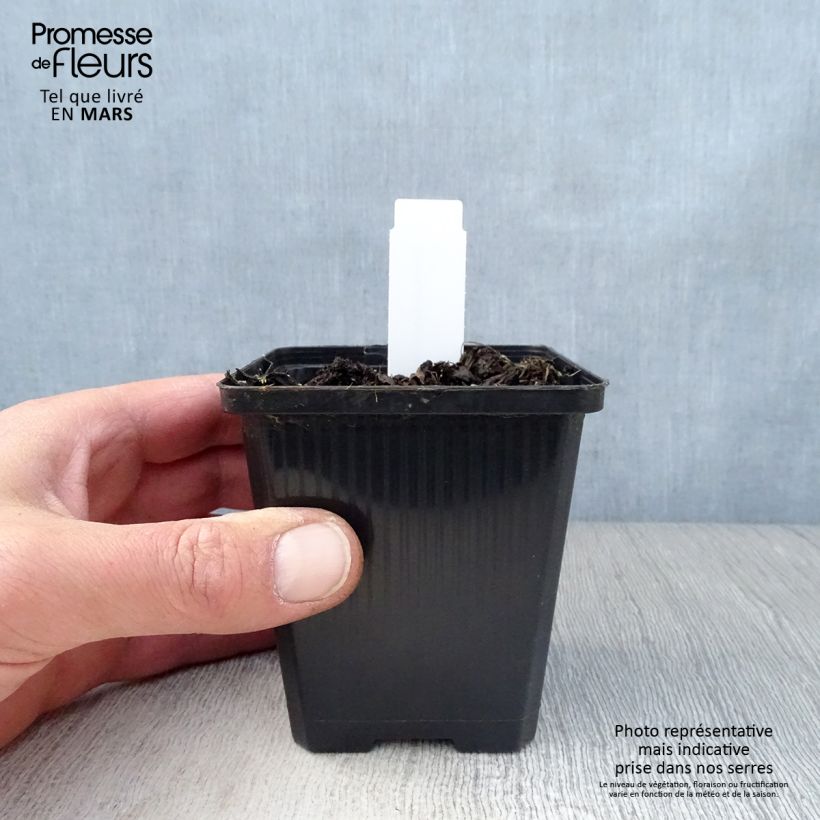 Geranio wallichianum Havana Blues - Geranio vivaz Maceta de 8/9 cm Ejemplar entregado en la primavera