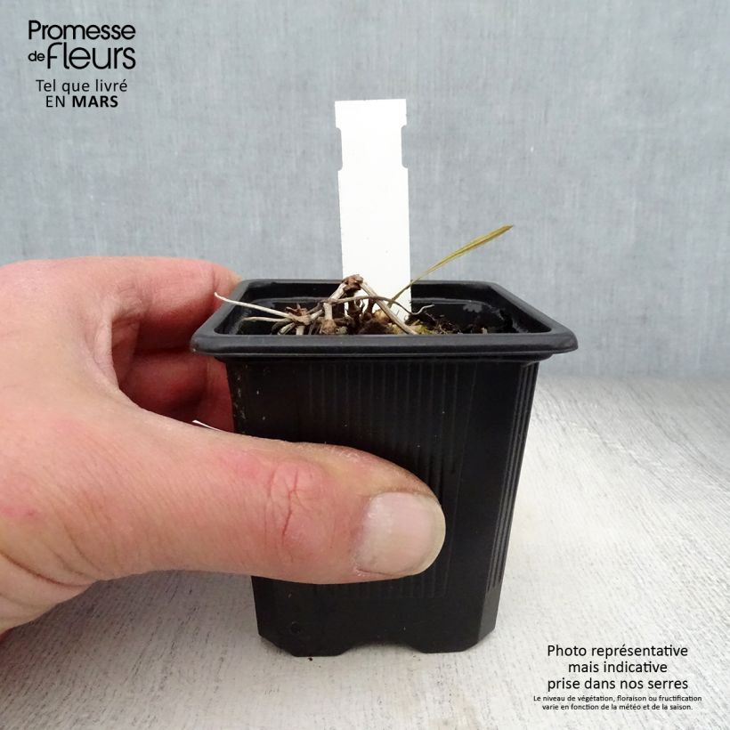 Geranio wallichianum Magical All Summer Delight - Geranio vivaz Maceta de 8/9 cm Ejemplar entregado en la primavera