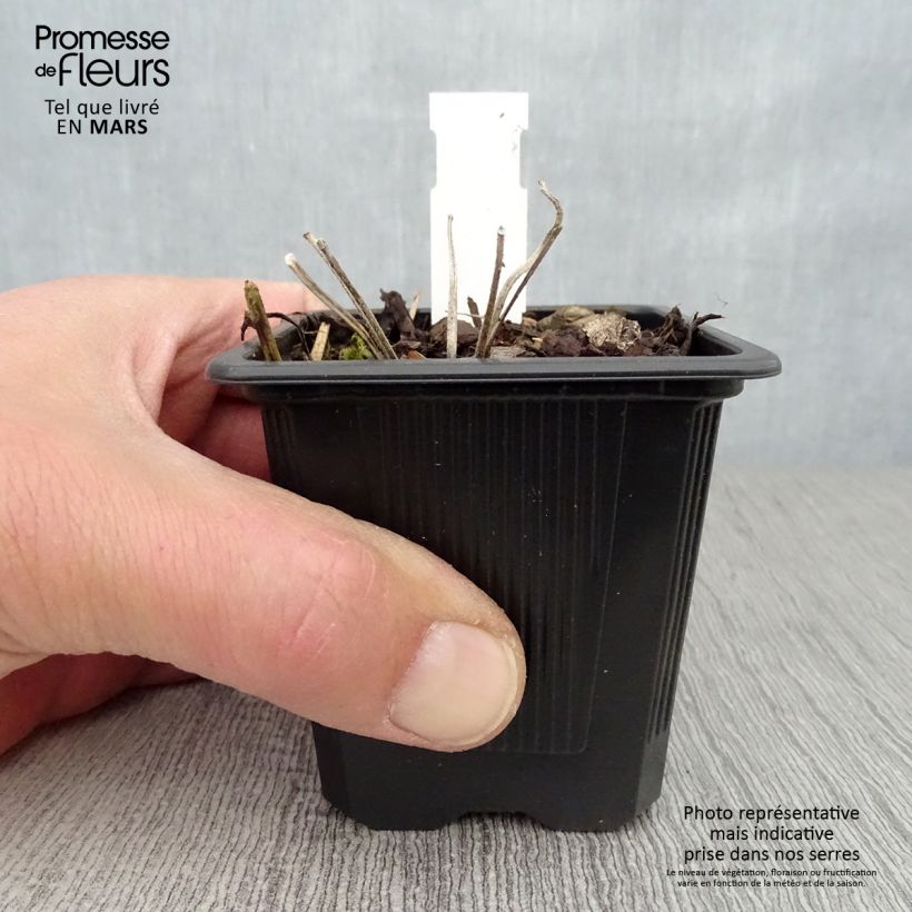 Geranio wallichianum Magical All Summer Joy - Geranio vivaz Maceta de 8/9 cm Ejemplar entregado en la primavera