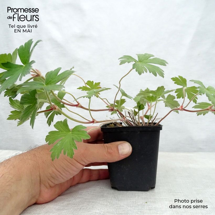 Geranio wlassovianum Crug Farm - Geranio vivaz Maceta de 8/9 cm Ejemplar entregado en la primavera