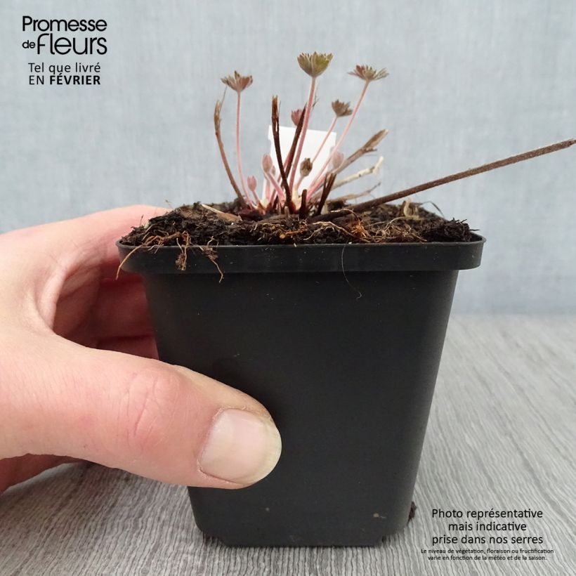 Geranio wlassovianum - Geranio vivaz Maceta de 8/9 cm Ejemplar entregado en invierno