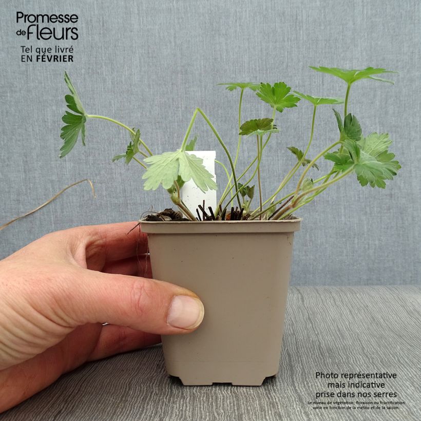 Geranio wlassovianum Crug Farm - Geranio vivaz Maceta de 8/9 cm Ejemplar entregado en invierno