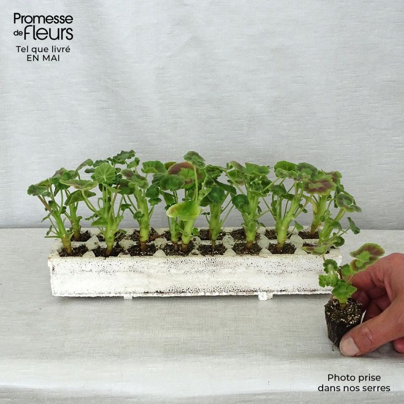 Geranio Inspire Mix - Malvón Bandeja de semillero: cepellón 3,8 cm x 3,2 cm en bandeja de cultivo por 16 Ejemplar entregado en la primavera