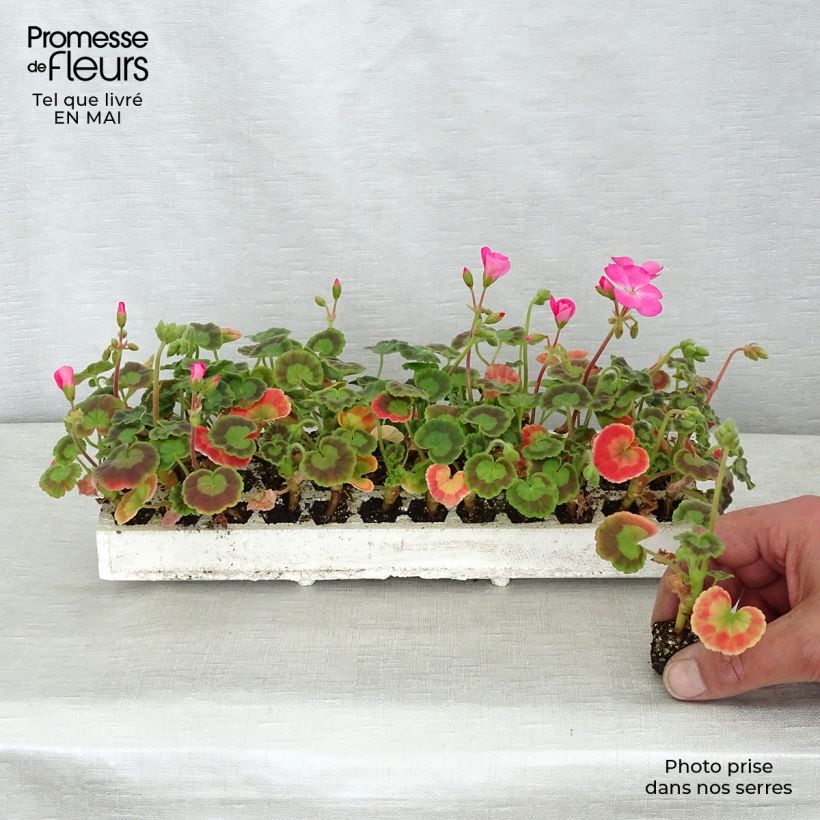 Geranio Inspire Mix - Malvón minicepellón: de 2,2 cm x 2 cm en bandeja de cultivo por 35 Ejemplar entregado en la primavera