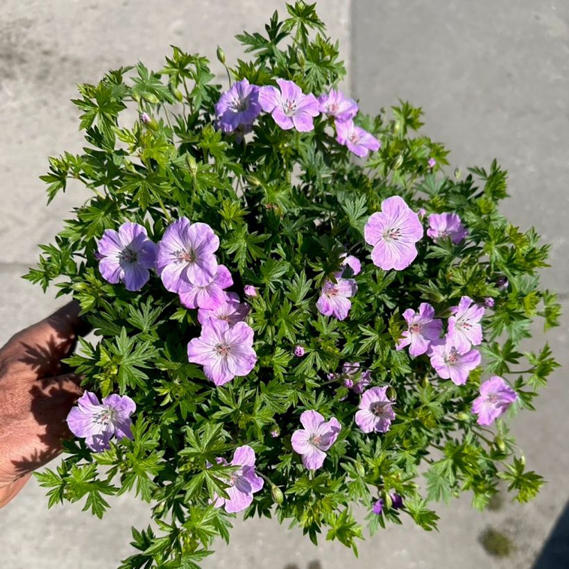 Geranium sanguineum Frivolius Lilac - Geranio de sangre (Floración)