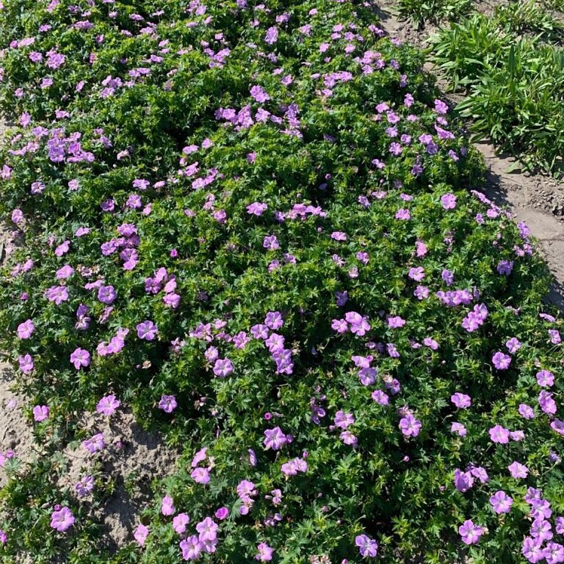 Geranium sanguineum Frivolius Lilac - Geranio de sangre (Porte)