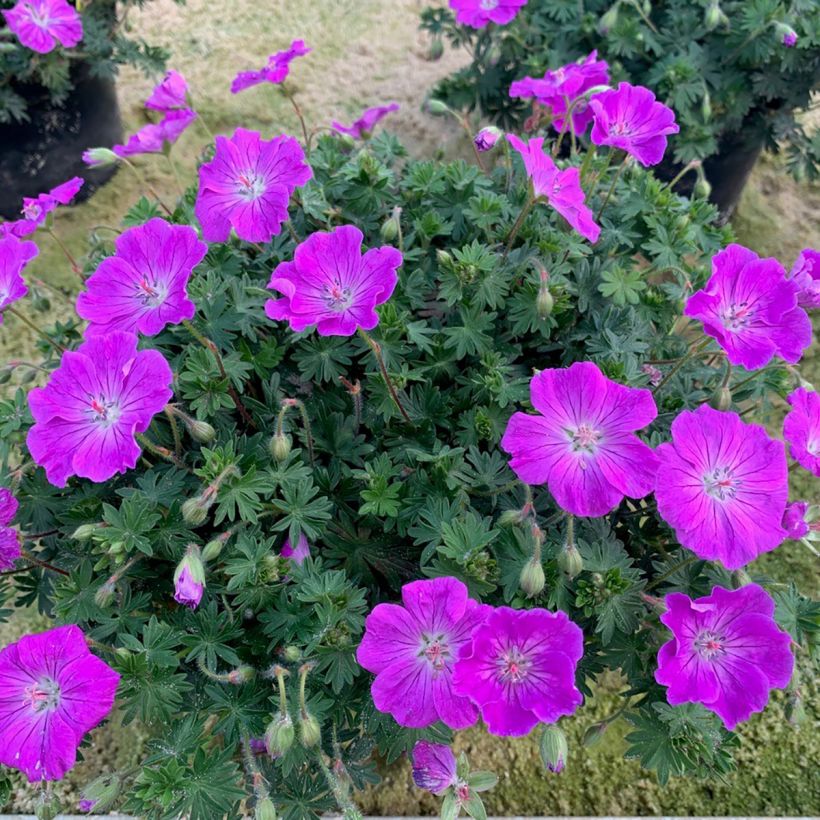 Geranium sanguineum Frivolius Purple - Geranio de sangre (Porte)