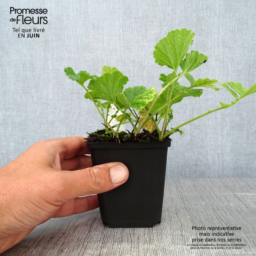Ejemplar de Geum Banana Daiquiri - Hierba de San Benito Maceta de 8/9 cm entregado en verano