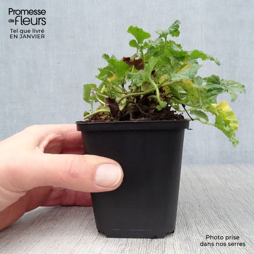 Geum Banana Daiquiri - Hierba de San Benito Maceta de 8/9 cm Ejemplar entregado en invierno