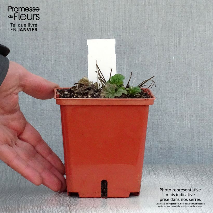 Geum Bell Bank - Hierba de San Benito Maceta de 8/9 cm Ejemplar entregado en invierno