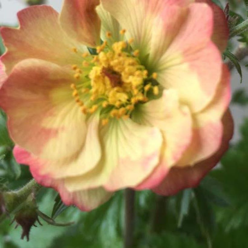 Geum Censation Lipstick - Hierba de San Benito (Floración)