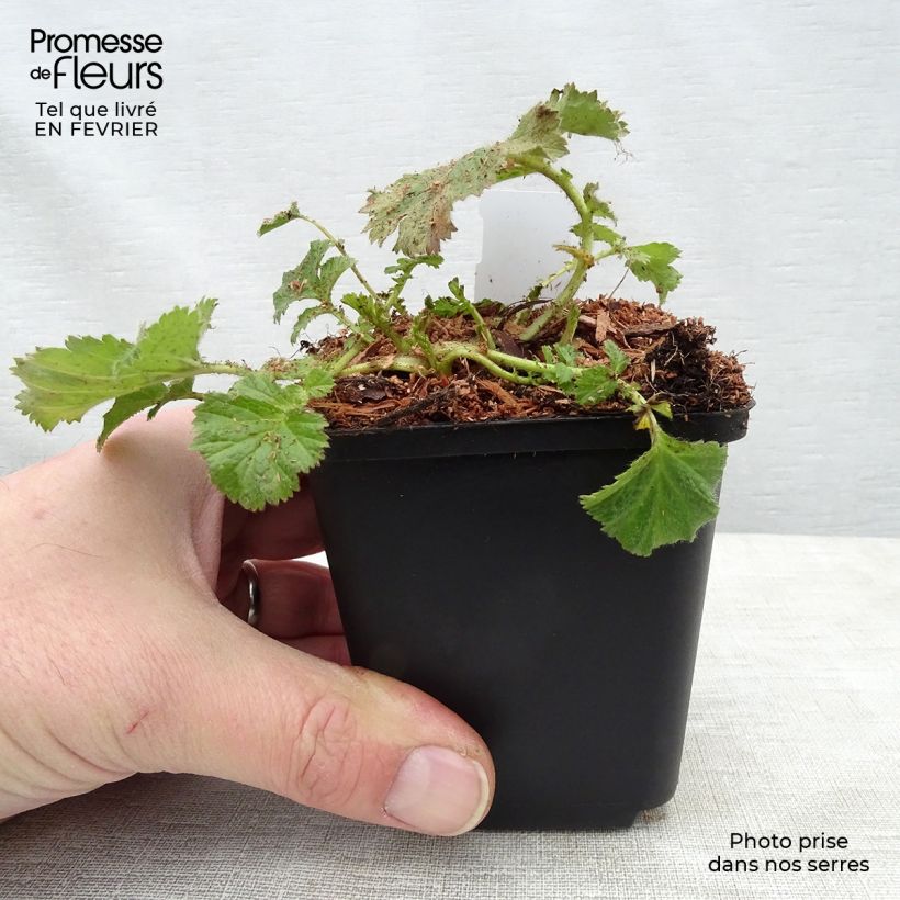 Geum coccineum Cocktail Gimlet - Hierba de San Benito Maceta de 8/9 cm Ejemplar entregado en invierno