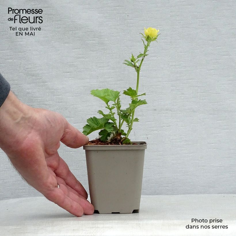 Geum coccineum Cocktail Gimlet - Hierba de San Benito Maceta de 8/9 cm Ejemplar entregado en la primavera