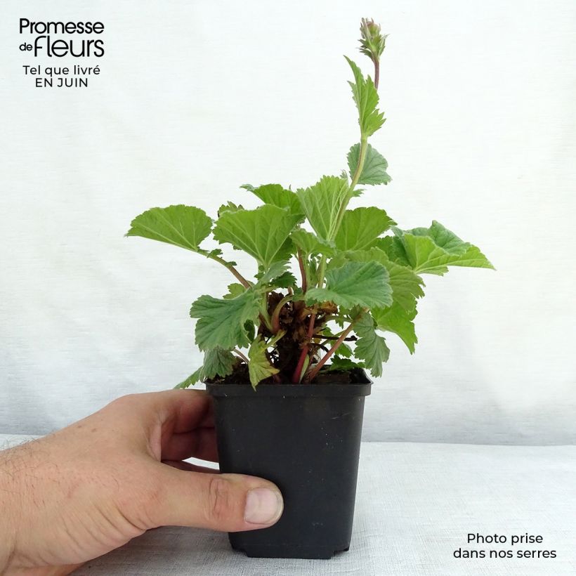Ejemplar de Geum coccineum Cocktail Sea Breeze - Hierba de San Benito Maceta de 8/9 cm entregado en verano