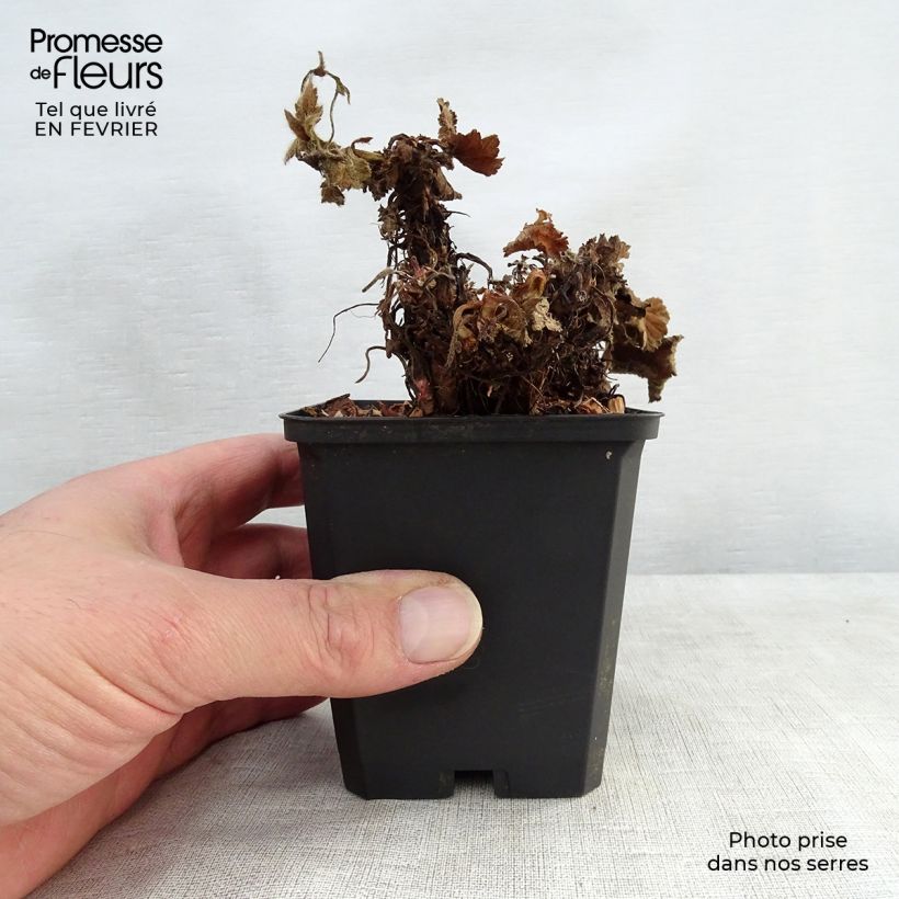 Geum coccineum Cocktail Sea Breeze - Hierba de San Benito Maceta de 8/9 cm Ejemplar entregado en invierno