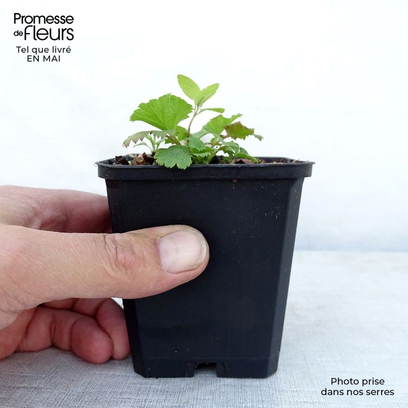 Geum coccineum Cocktail Wet Kiss - Hierba de San Benito Maceta de 8/9 cm Ejemplar entregado en la primavera