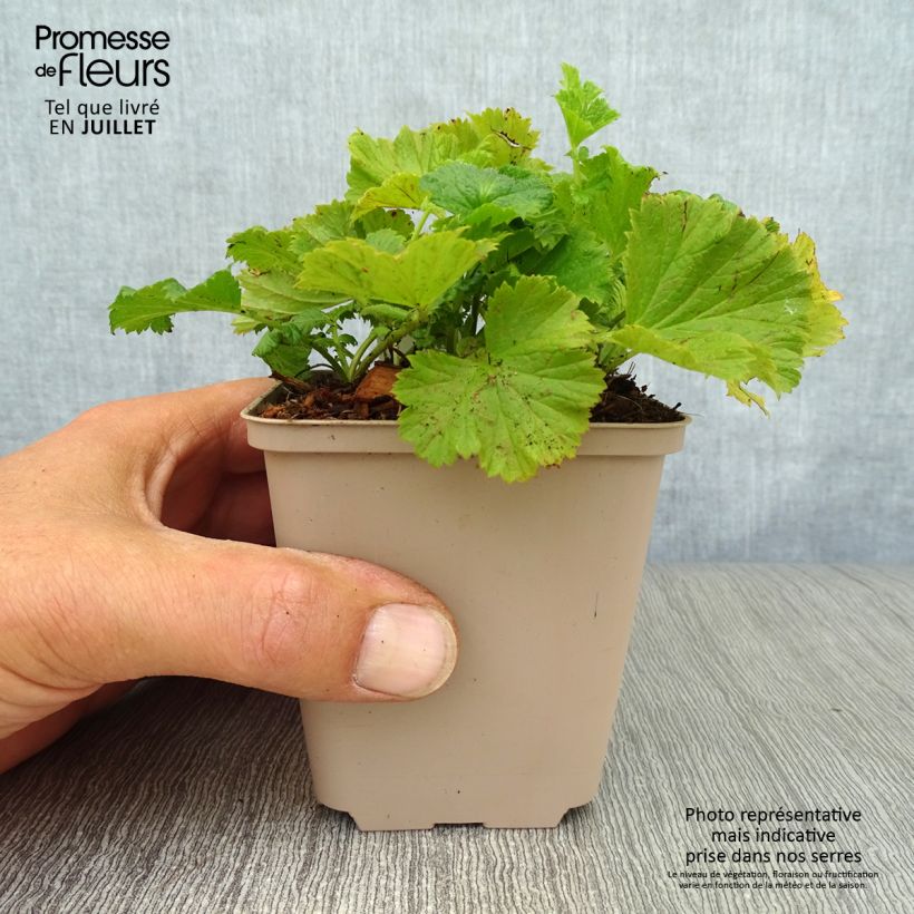 Ejemplar de Geum coccineum Cocktail Wet Kiss - Hierba de San Benito Maceta de 8/9 cm entregado en verano