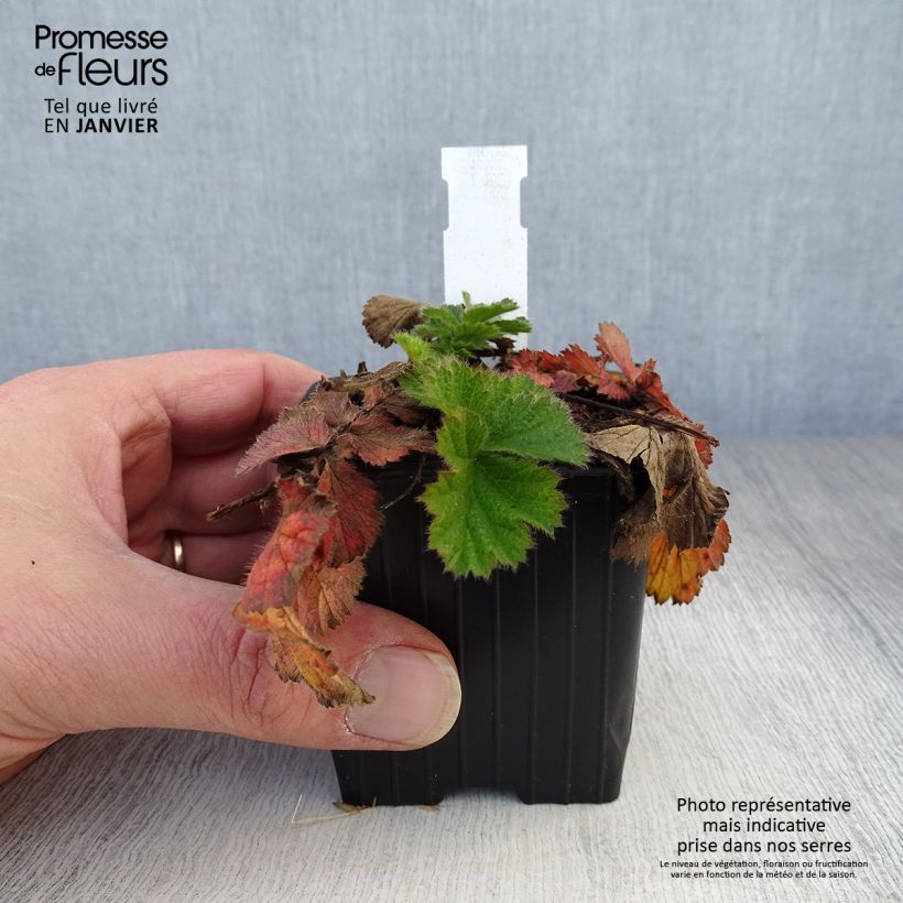 Geum Coral Tempest - Hierba de San Benito Maceta de 8/9 cm Ejemplar entregado en invierno