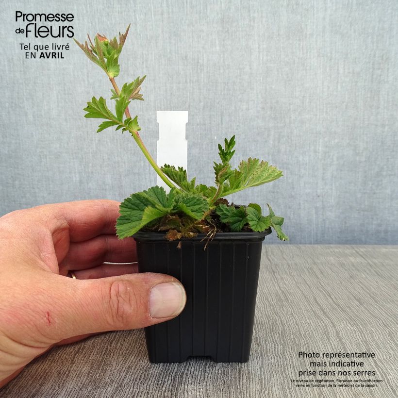 Geum Coral Tempest - Hierba de San Benito Maceta de 8/9 cm Ejemplar entregado en la primavera